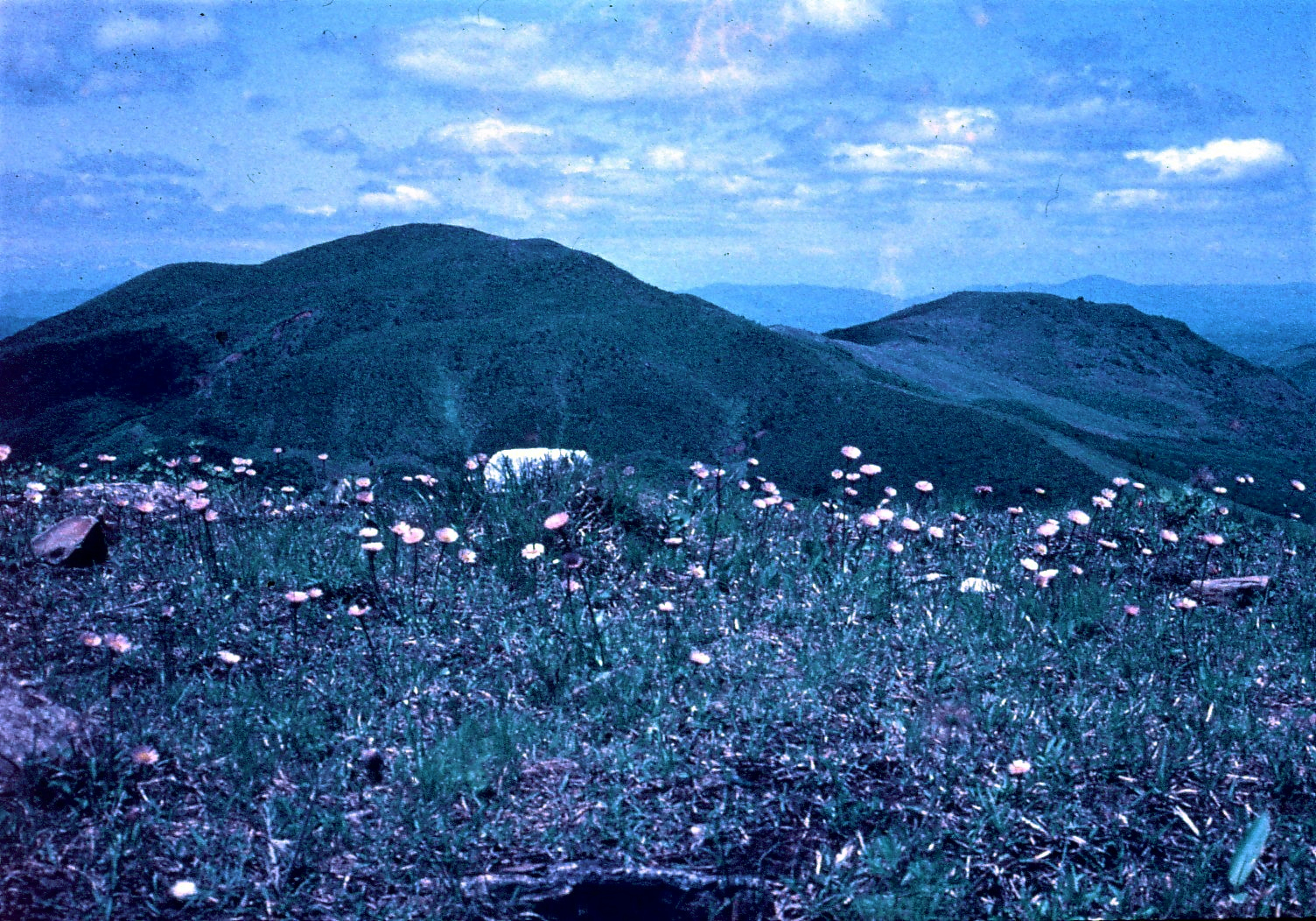 ツツジの徳仙丈山 ～人ものがたり～ | 【公式】気仙沼の観光情報サイト