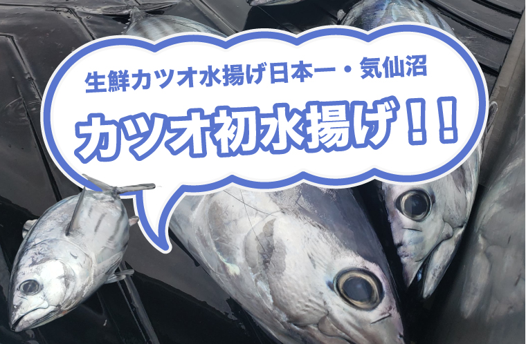 21年カツオが初水揚げされました 公式 気仙沼の観光情報サイト 気仙沼さ来てけらいん