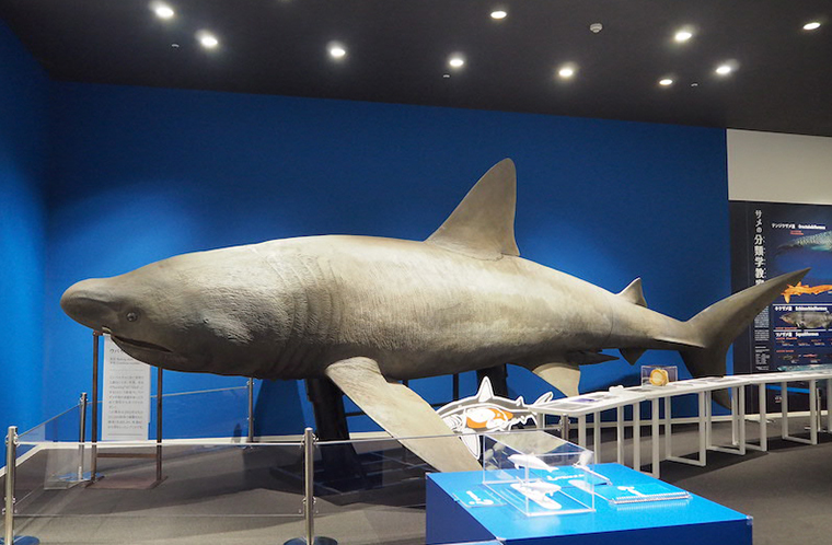 シャークミュージアム