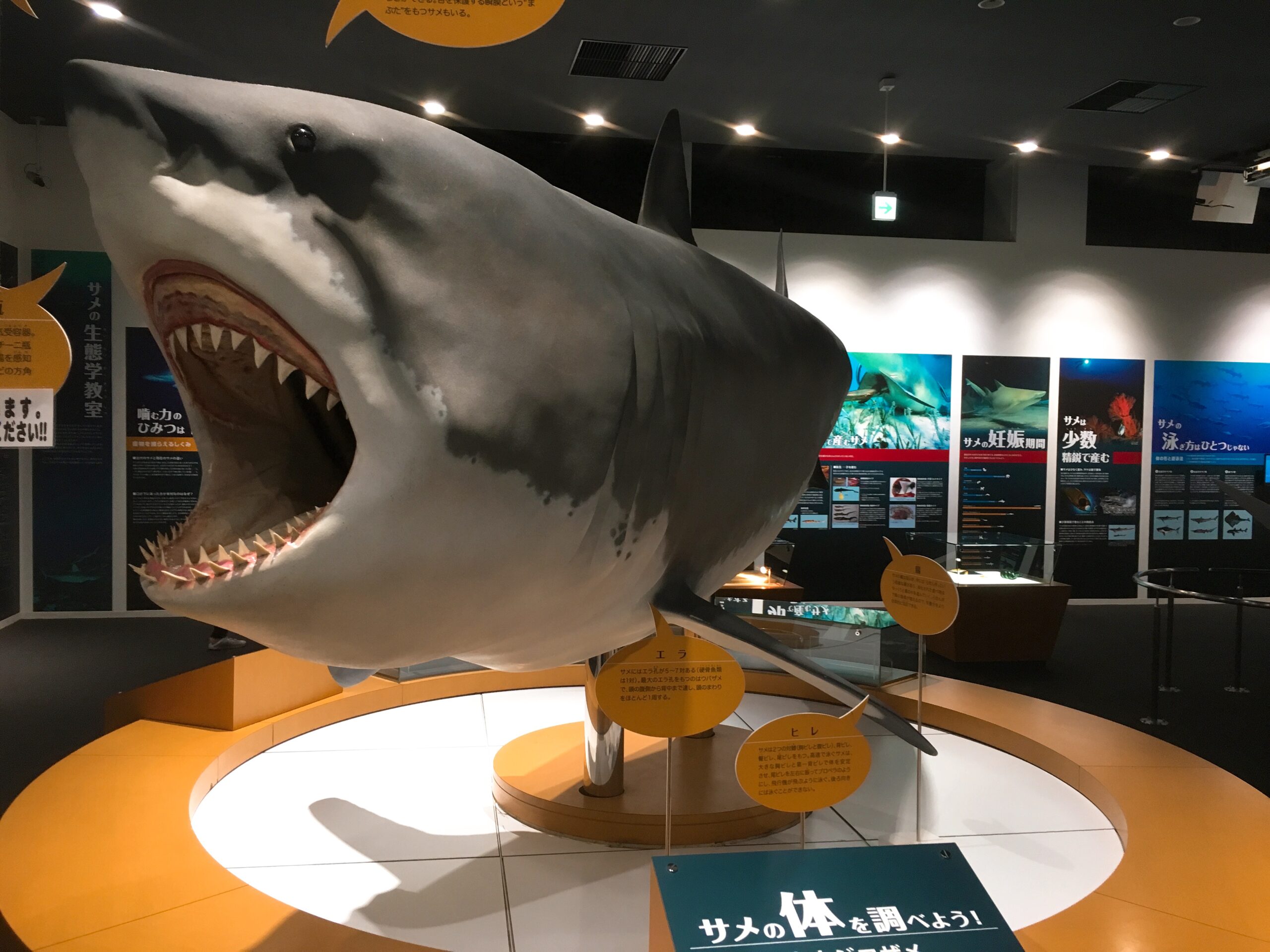 海の市